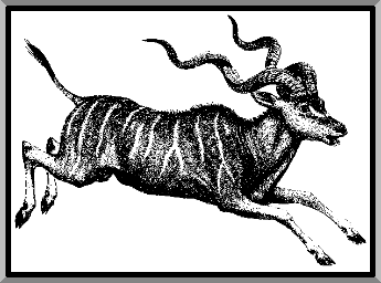 Kudu Kudu